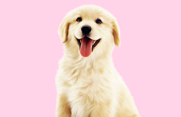Modi facili per insegnare movimenti al tuo cane