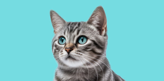 Decifrare il linguaggio del tuo gatto