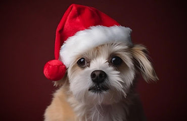 8 Consigli per scattare la foto perfetta del tuo animale